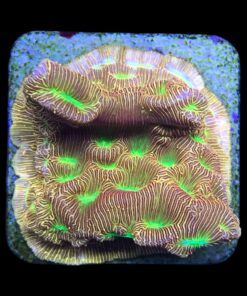 Alternative view of J. F. Leptoseris Lantern M