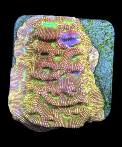 Alternative view of J. F. Leptoseris Lantern M