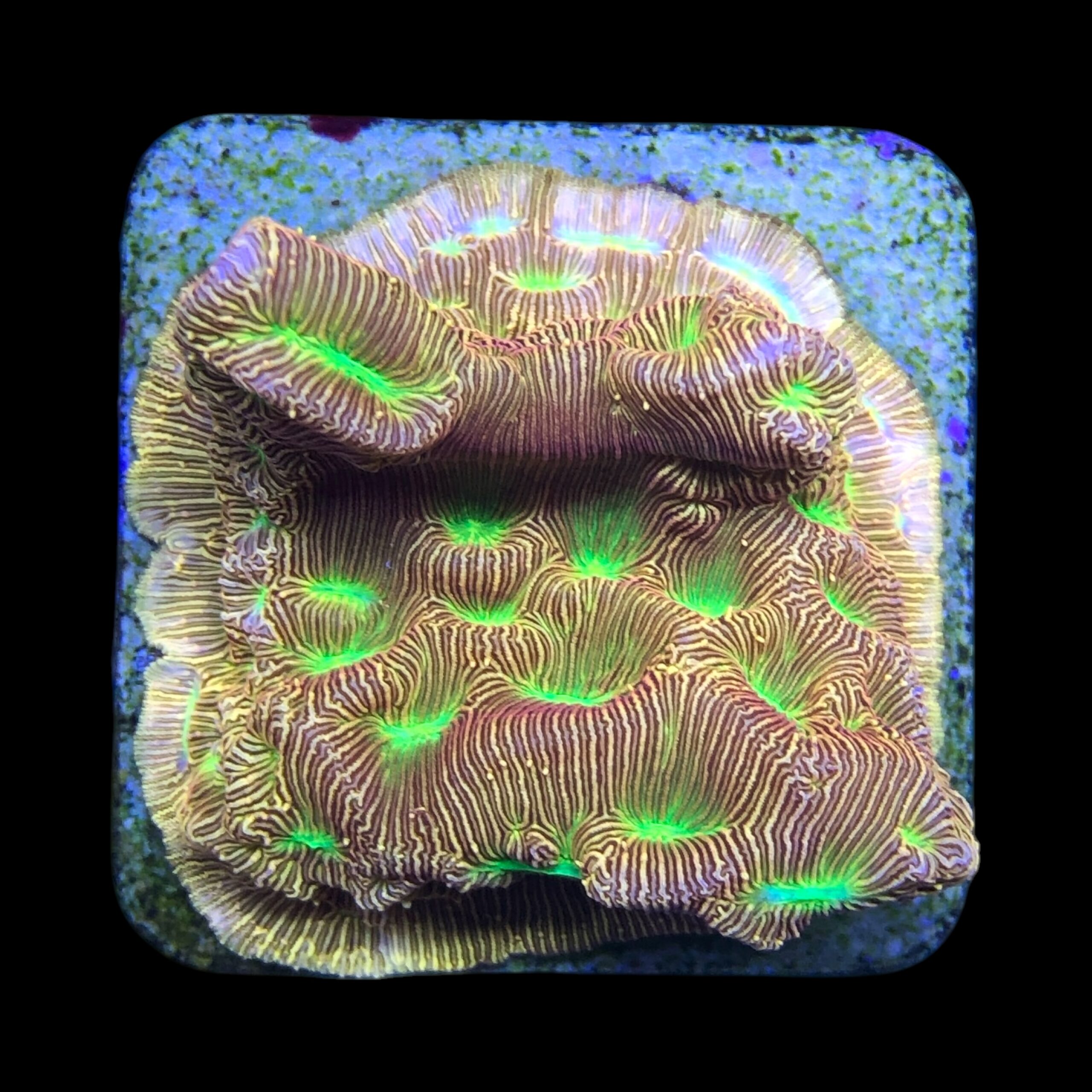 J. F. Leptoseris Lantern M - Imagem 2