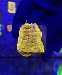 J. F. Leptoseris Lantern M