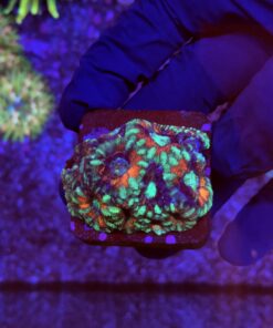 Acanthastrea Lordhowensis (Bali)