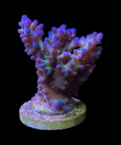 Lorips Blue Tips Mini Colônia