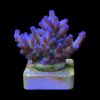 Lorips Blue Tips M