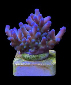 Lorips Blue Tips M