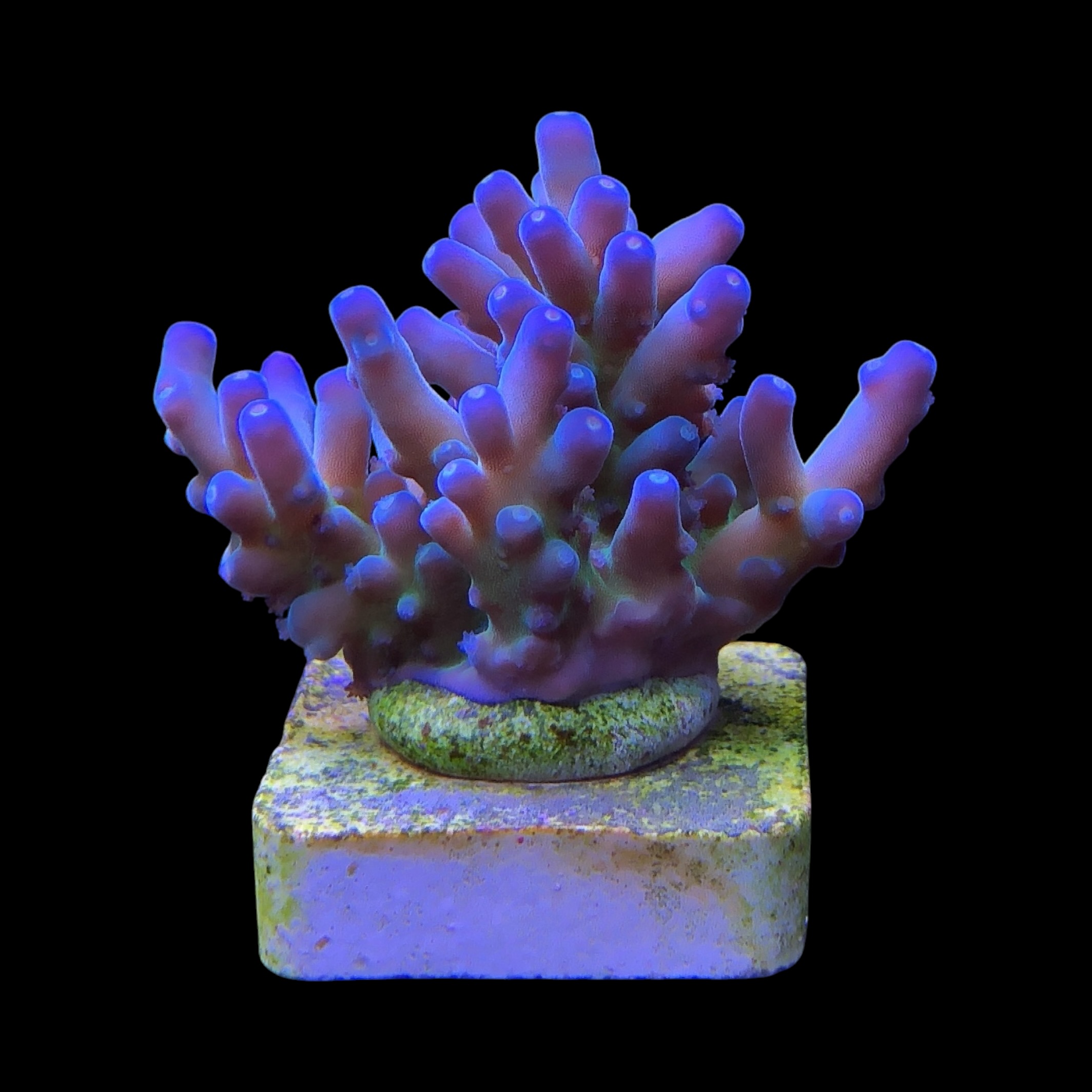 Lorips Blue Tips M