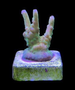 Alternative view of Lorips Fantasy M