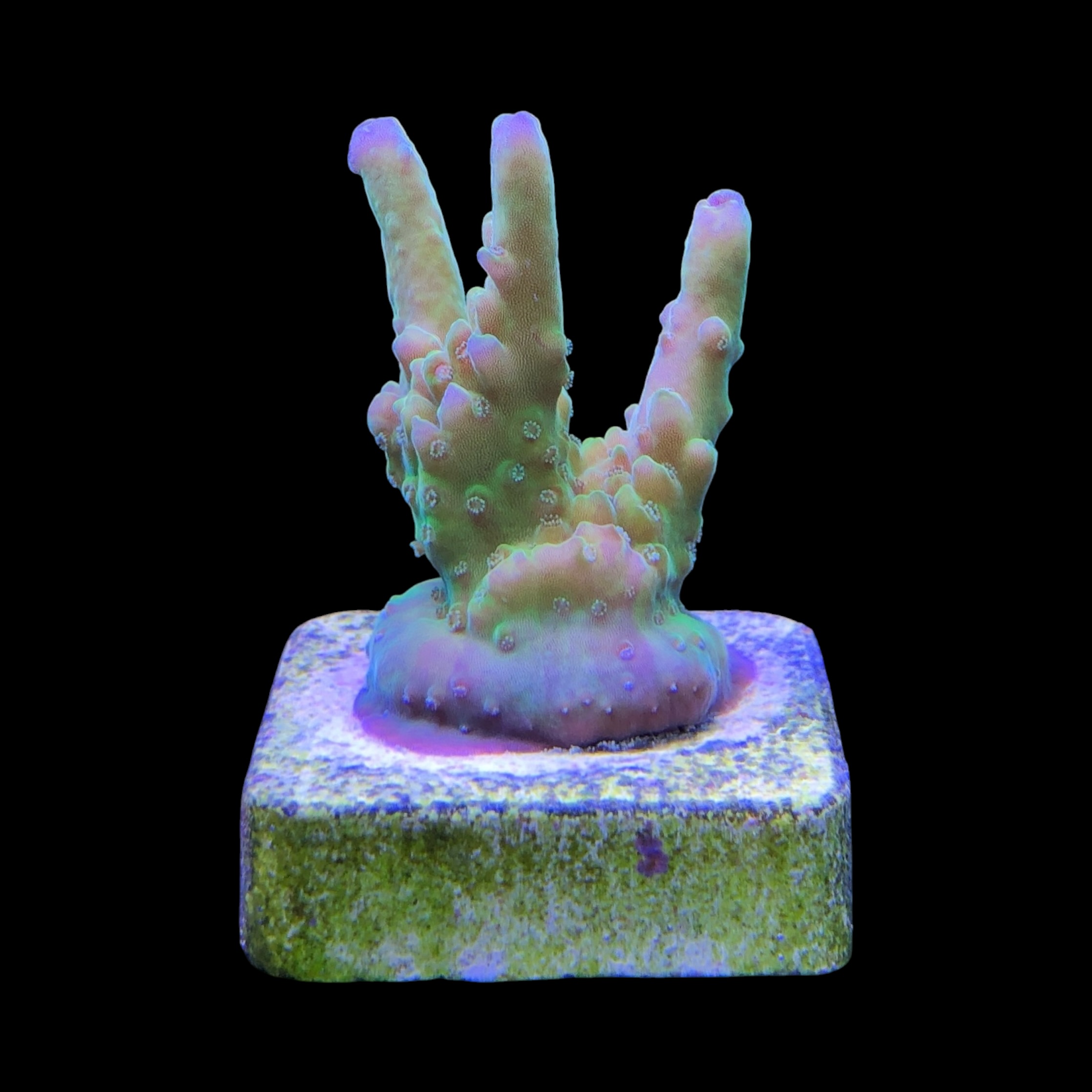 Lorips Fantasy M - Imagem 2