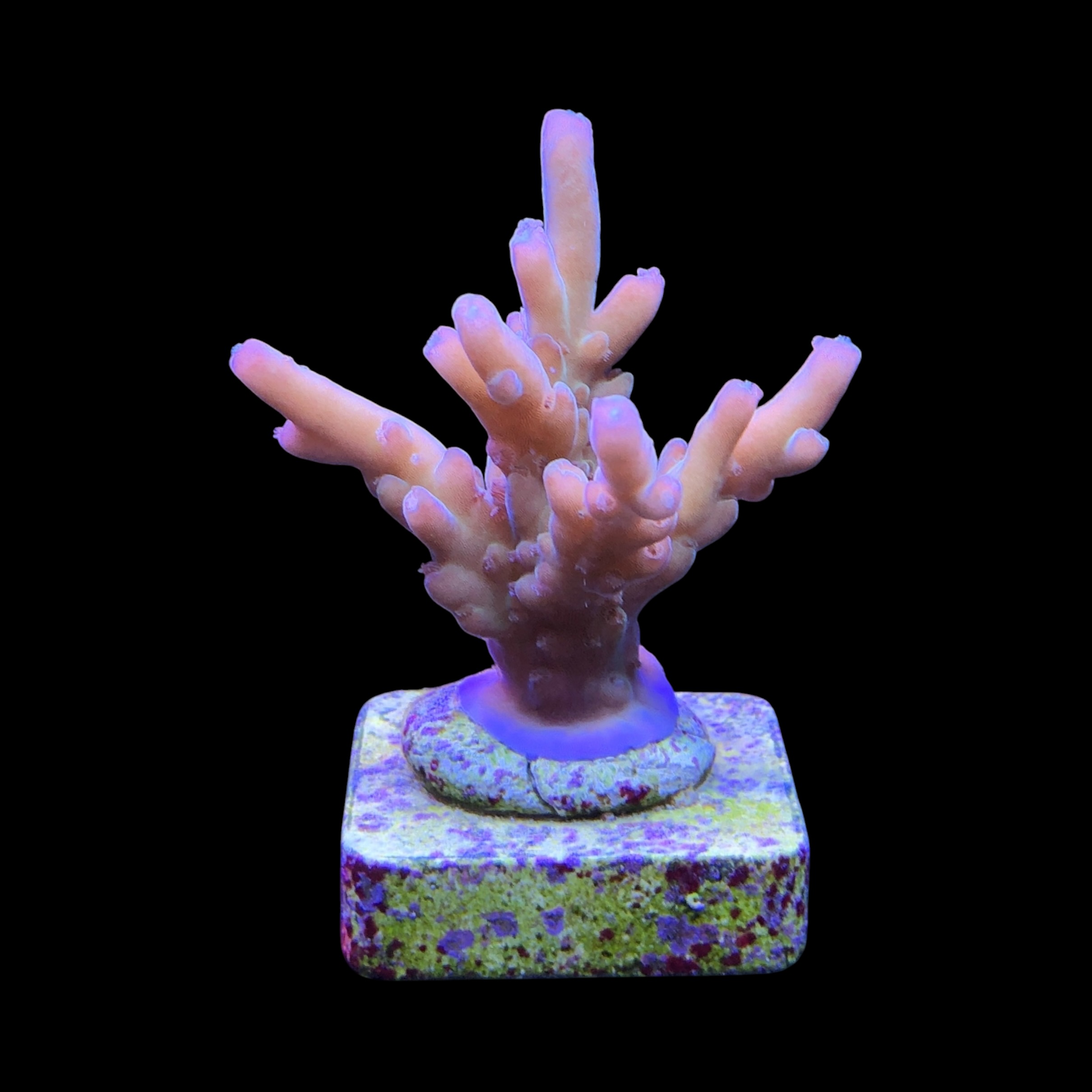 Lorips moon shine M - Imagem 2
