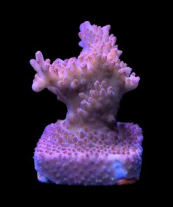 Alternative view of Lorips Pink G