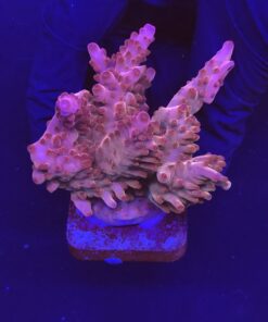 Lorips Pink Mini Colônia