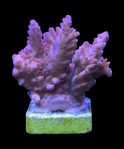 Alternative view of Lorips Pink Mini Colônia
