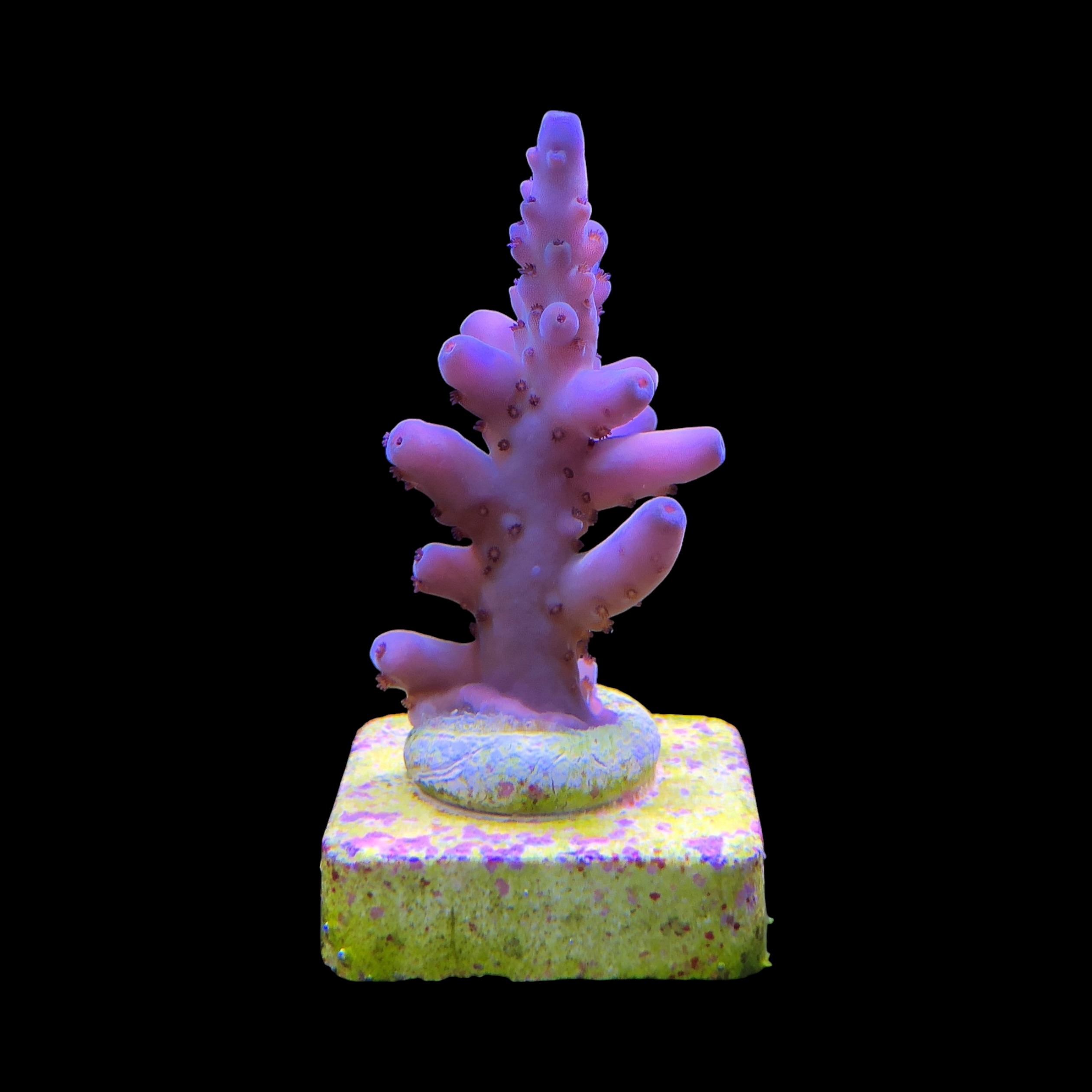 Lorips Purple Tips M