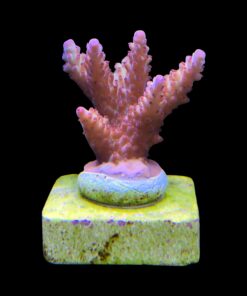 Alternative view of Lorips Strawberry M