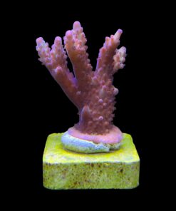 Alternative view of Lorips Strawberry M