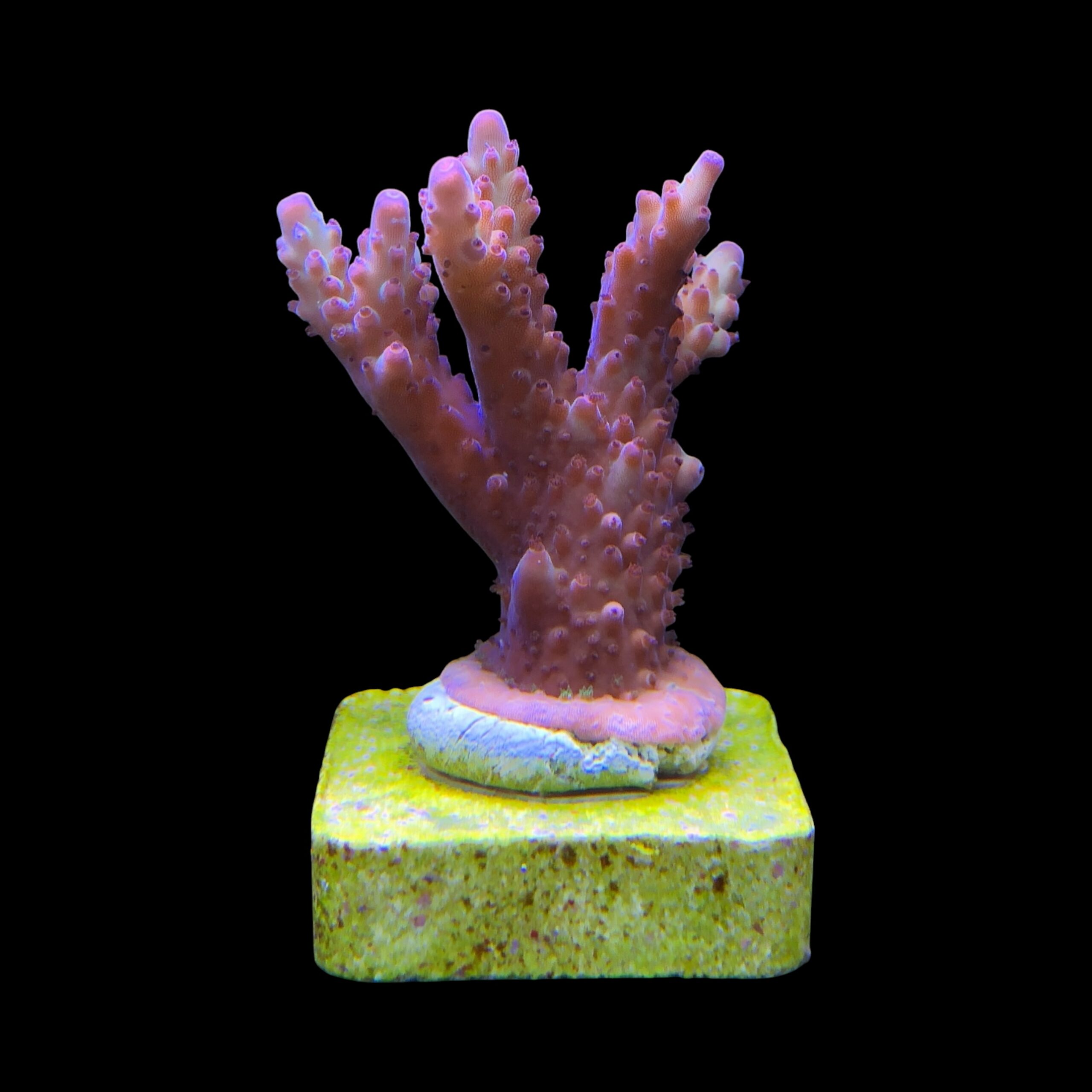 Lorips Strawberry M - Imagem 2