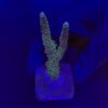 Millepora Blue G