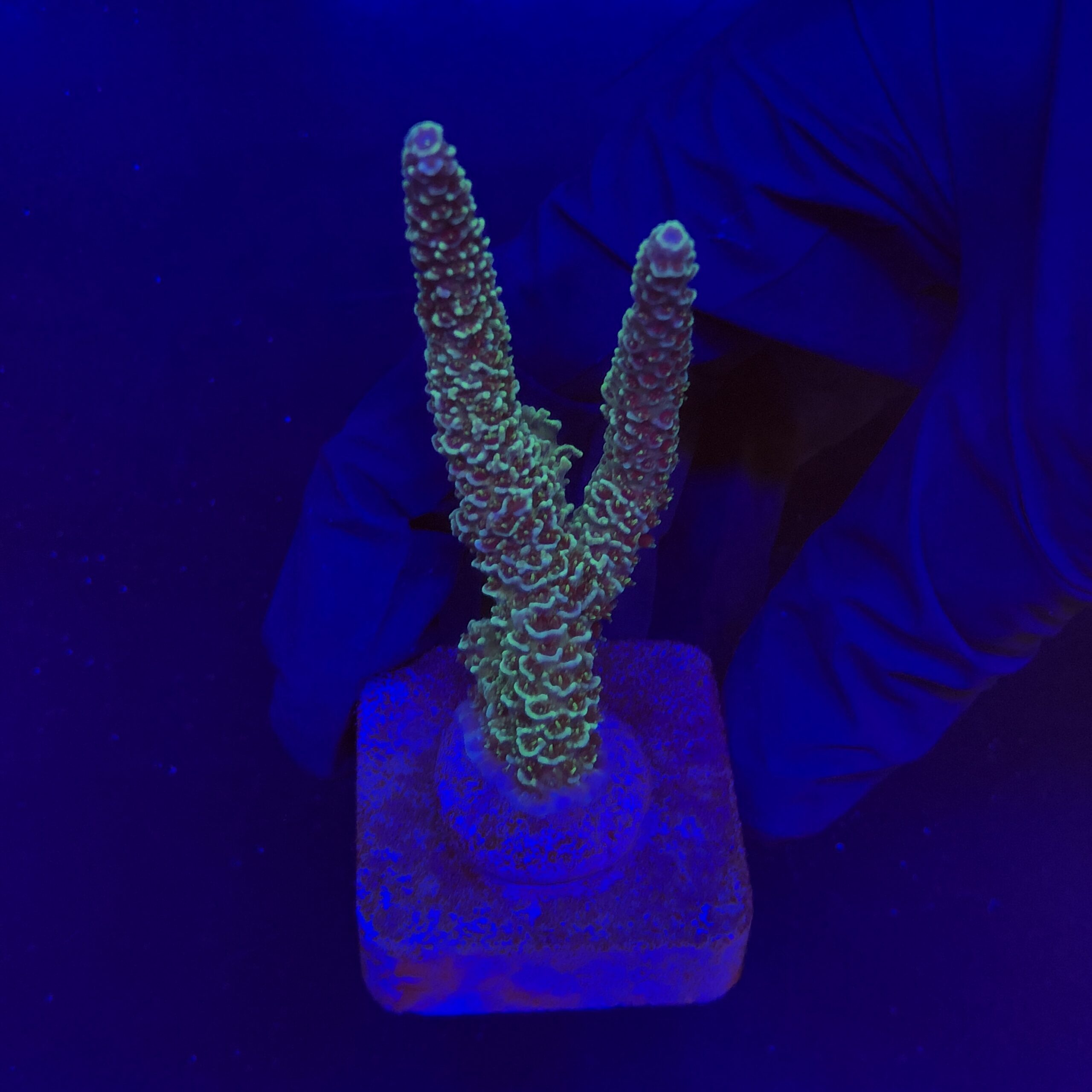 Millepora Blue G