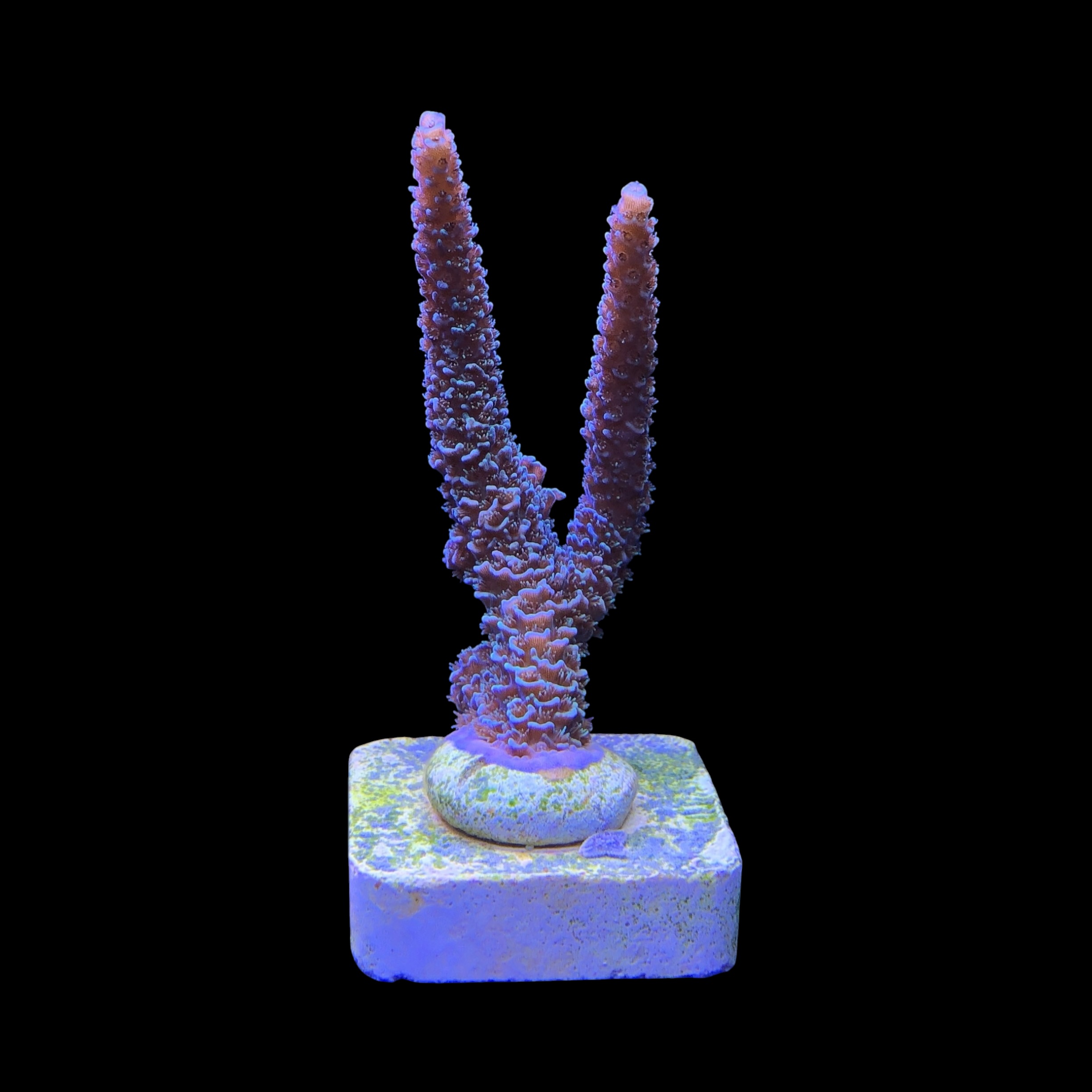 Millepora Blue G - Imagem 2