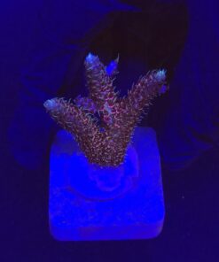 Millepora Dragon Fruit M