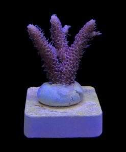 Alternative view of Millepora Dragon Fruit M