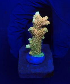 Millepora Orange Yellow Tips M
