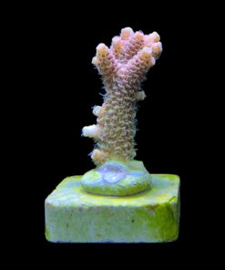 Alternative view of Millepora Orange Yellow Tips M