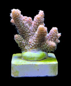 Alternative view of Millepora Orange Yellow Tips M
