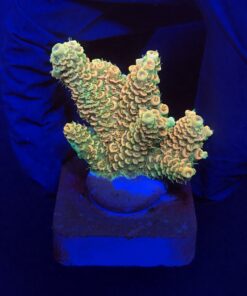 Millepora Orange Yellow Tips M