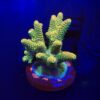 Millepora Orange Yellow Tips Mini Colônia