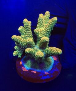 Millepora Orange Yellow Tips Mini Colônia