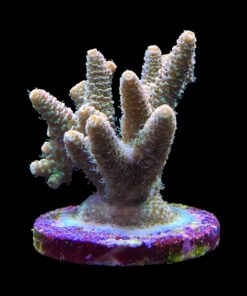 Alternative view of Millepora Orange Yellow Tips Mini Colônia