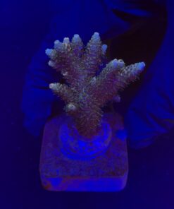 Millepora Tricolor G