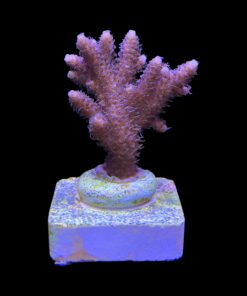 Alternative view of Millepora Tricolor G