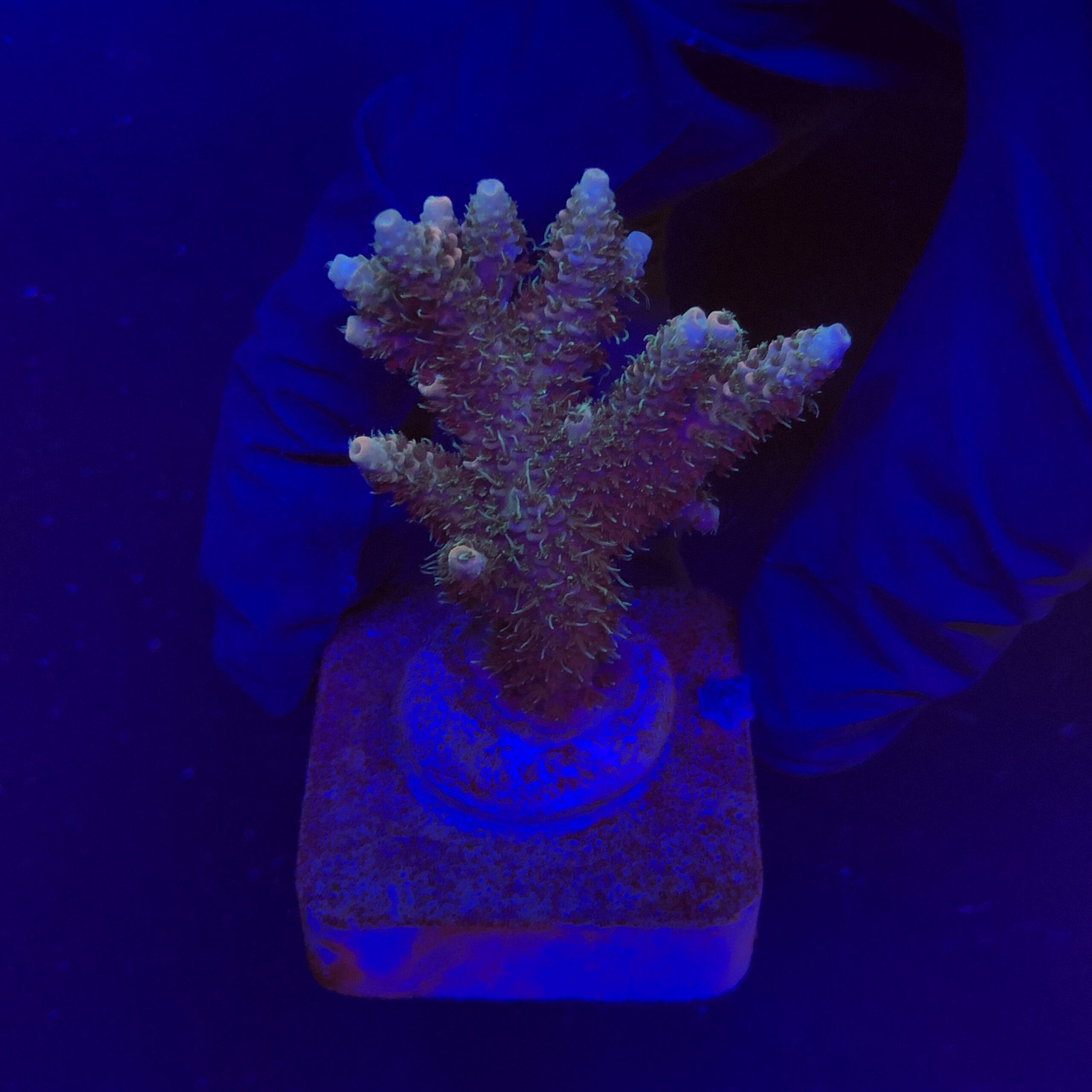 Millepora Tricolor G