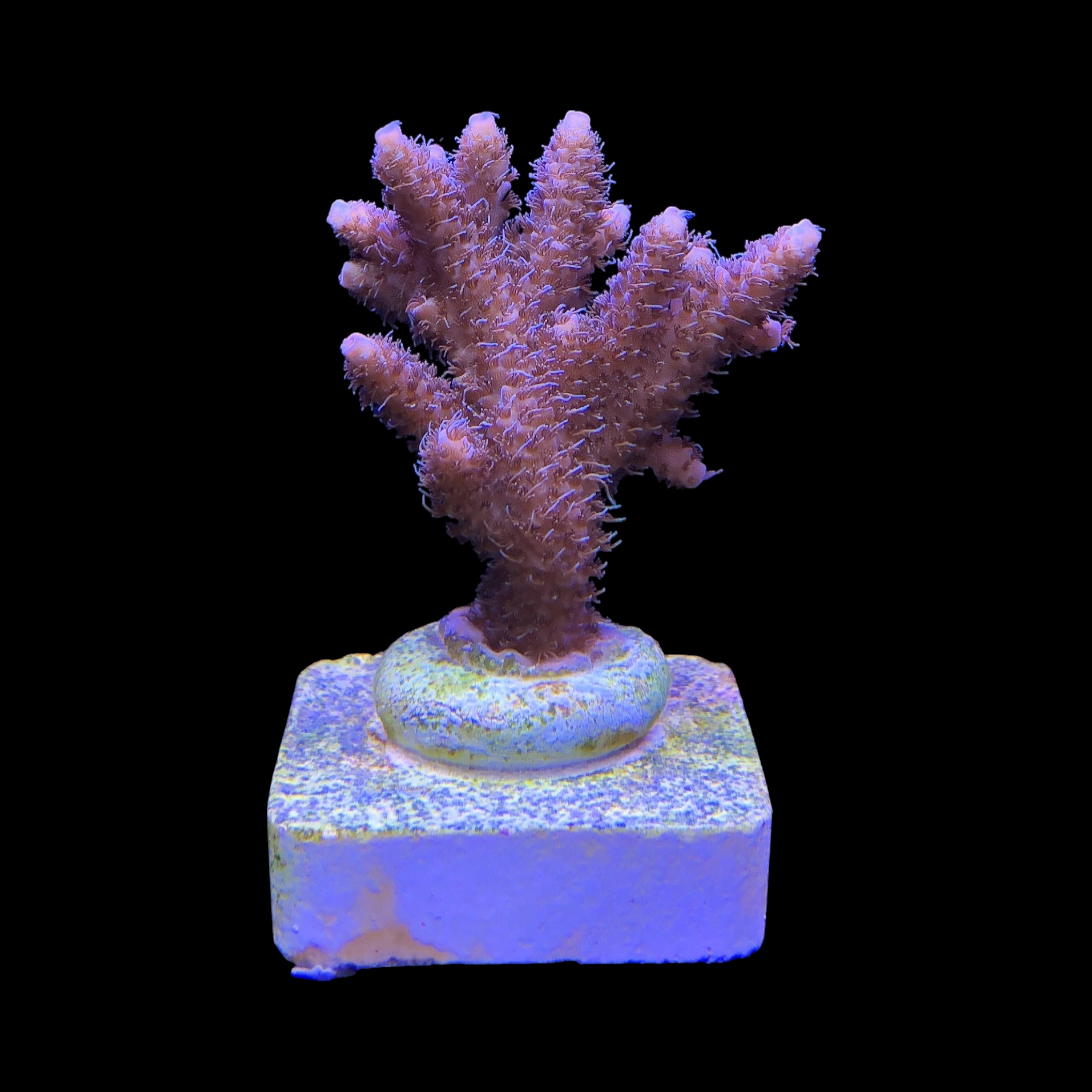 Millepora Tricolor G - Imagem 2