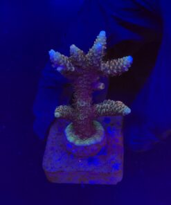 Millepora Tricolor M