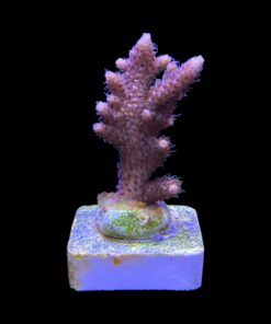 Alternative view of Millepora Tricolor M