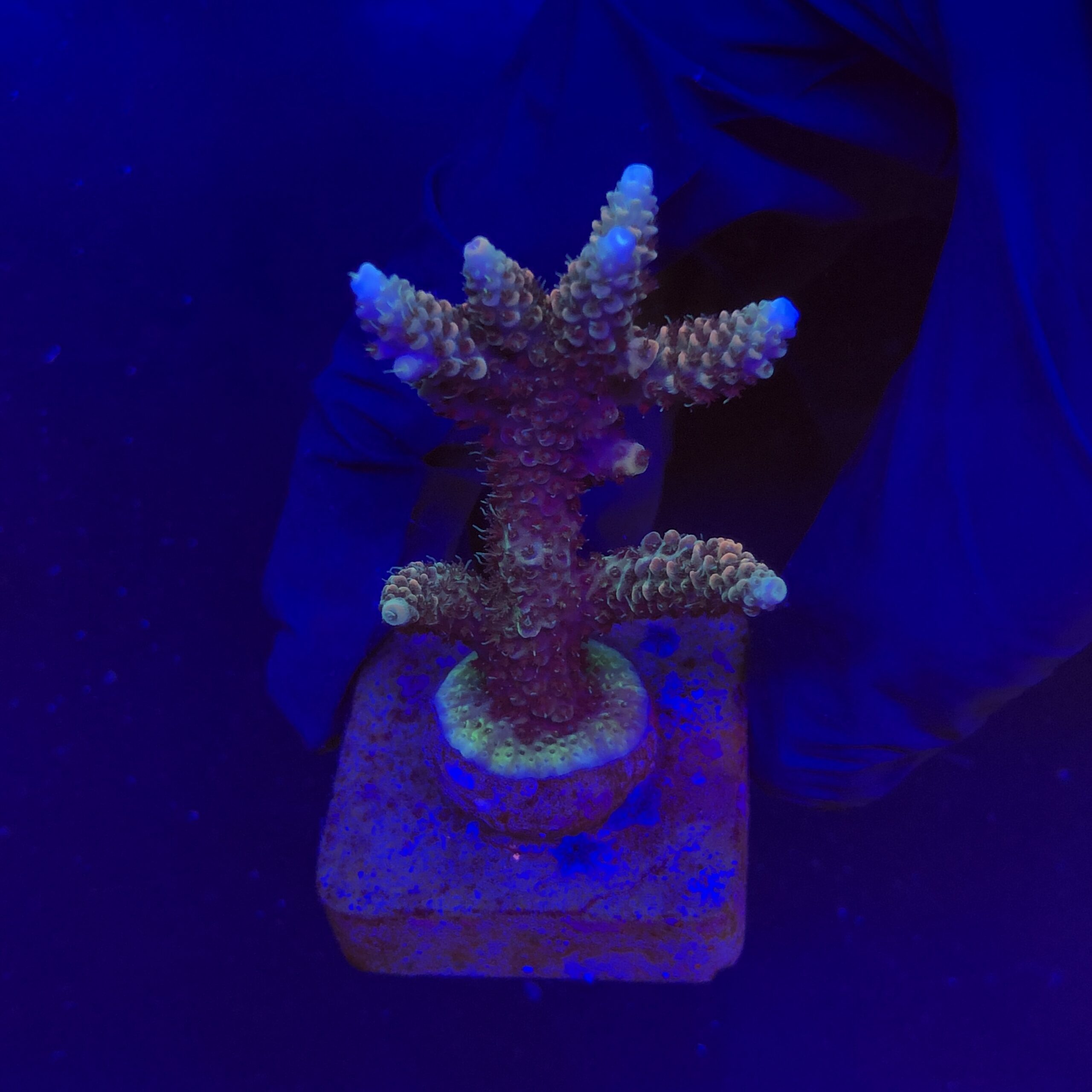 Millepora Tricolor M