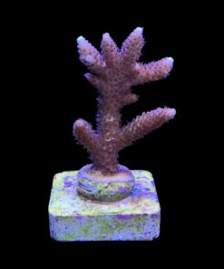 Alternative view of Millepora Tricolor M