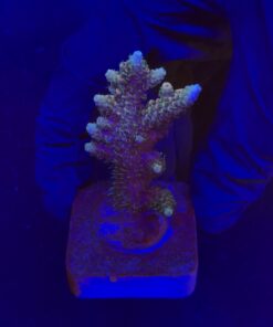 Millepora Tricolor M