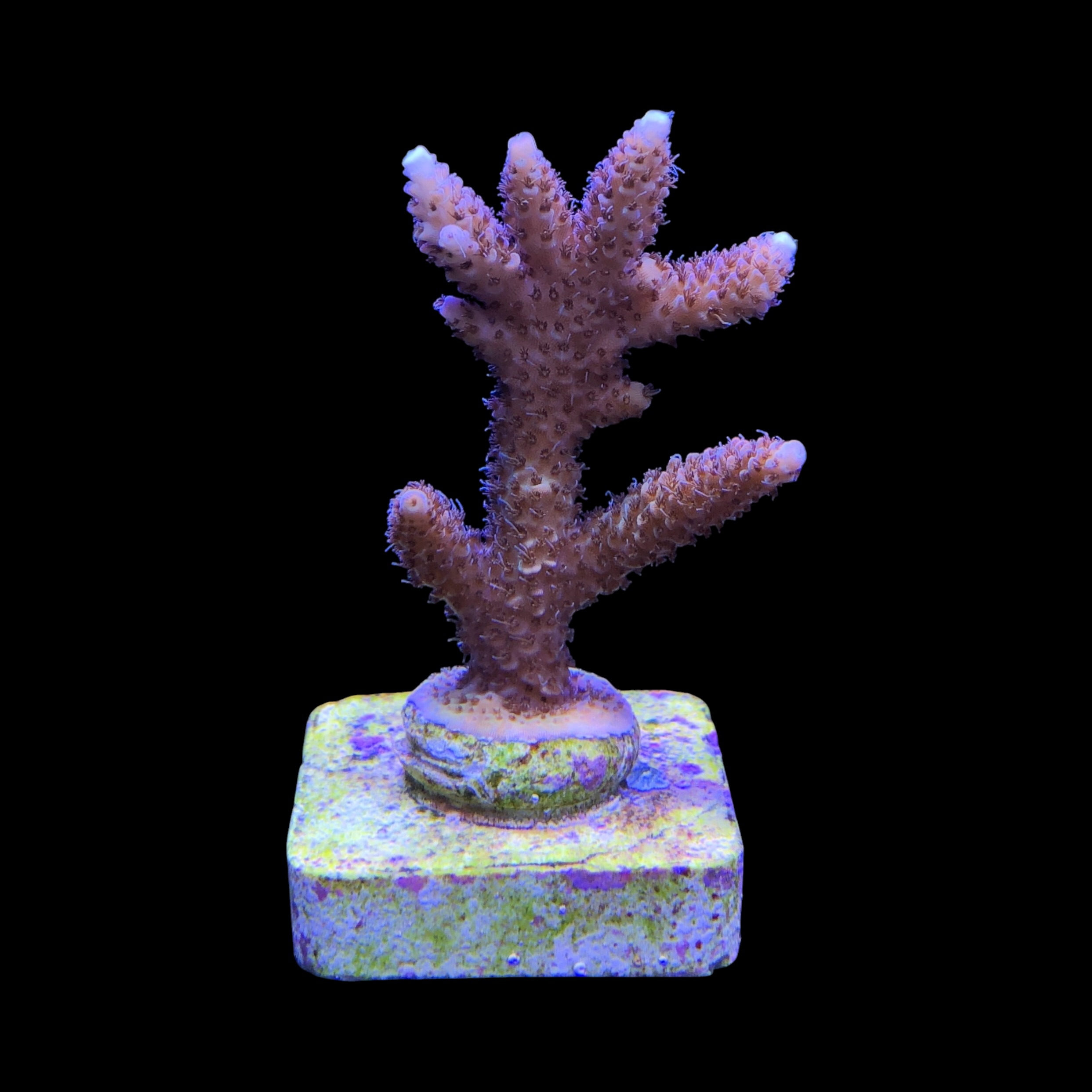 Millepora Tricolor M - Imagem 2
