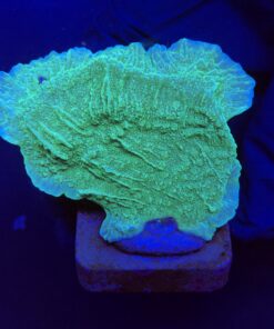 Montipora Capricornio Green M