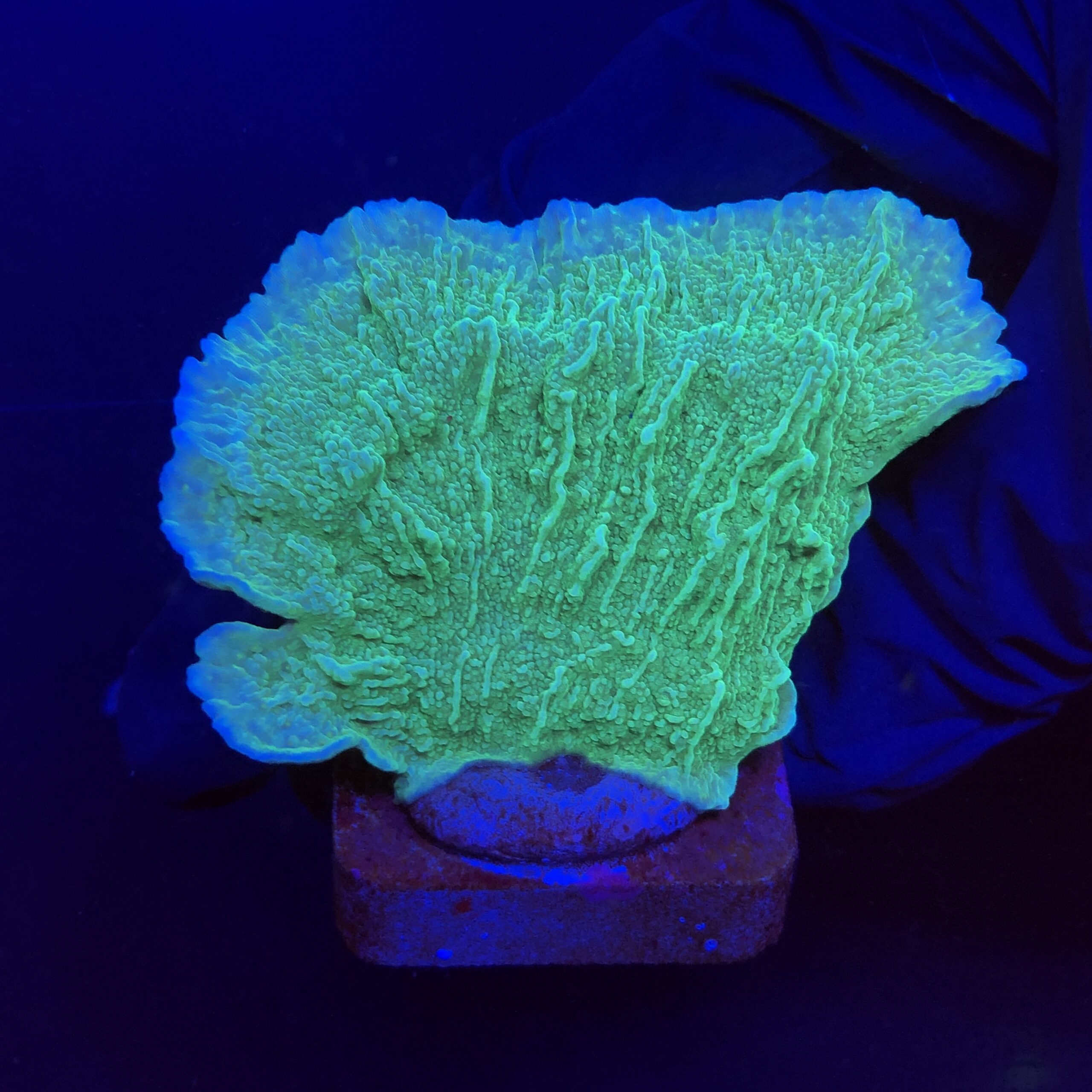 Montipora Capricornio Green M