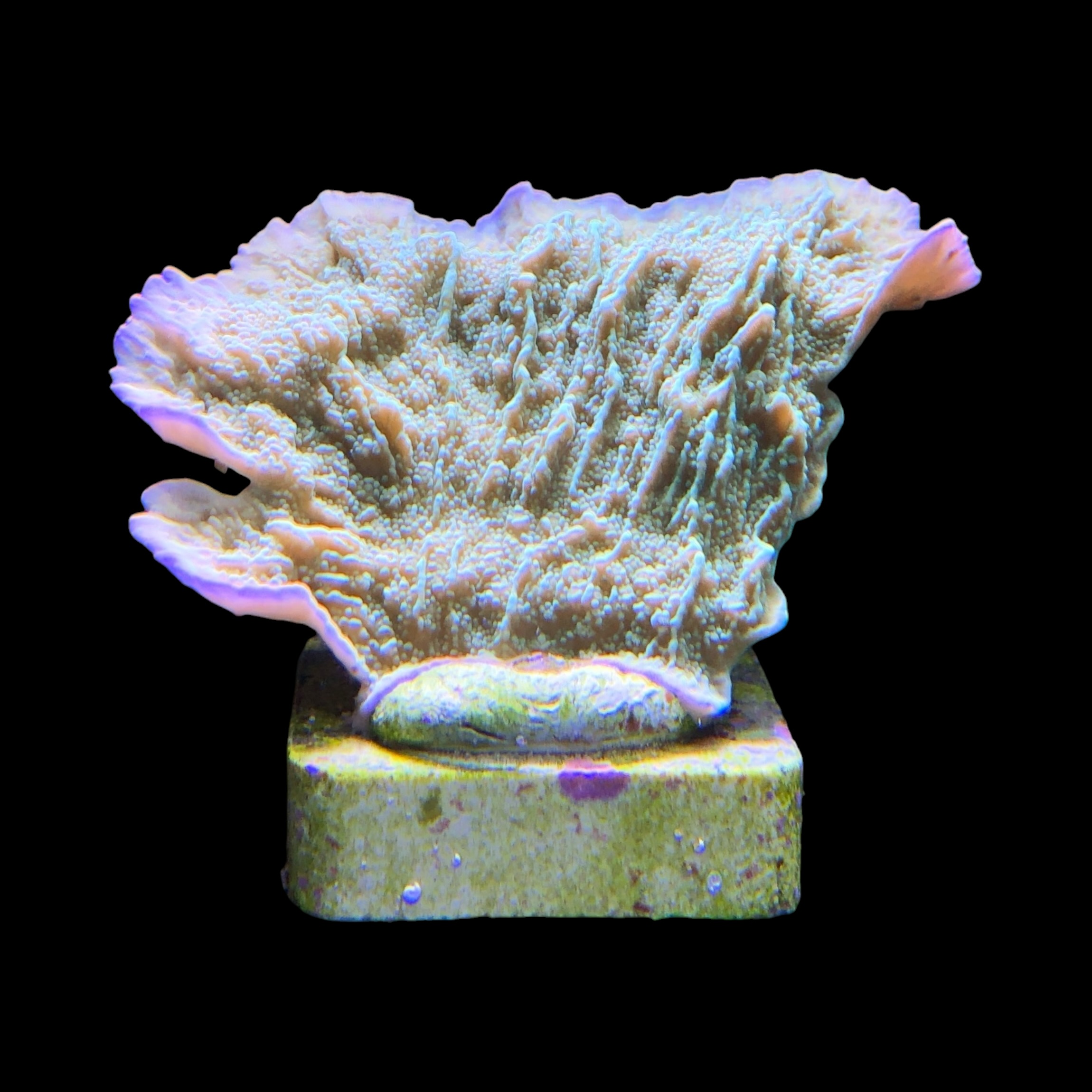 Montipora Capricornio Green M - Imagem 2