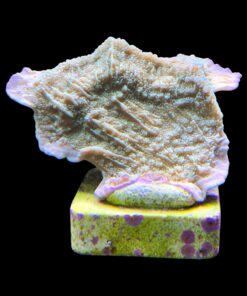 Alternative view of Montipora Capricornio Green M