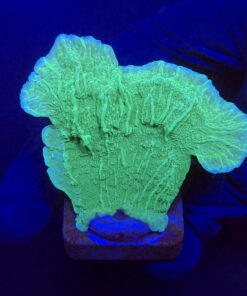 Montipora Capricornio Green M
