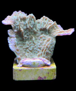 Alternative view of Montipora Capricornio Green M