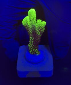 Montipora Confusa Lemon (Spongodes) M