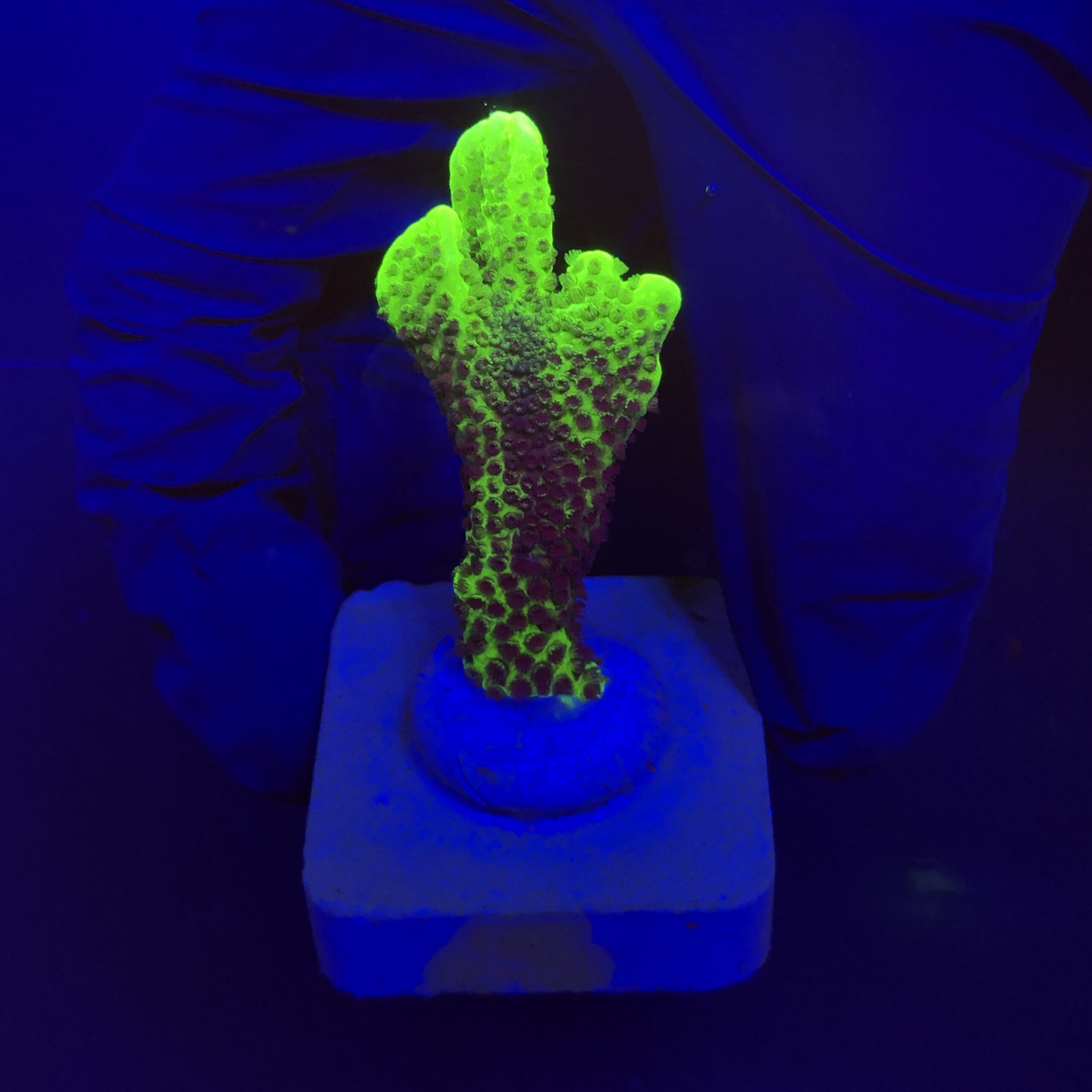 Montipora Confusa Lemon (Spongodes) M