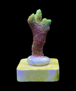 Alternative view of Montipora Confusa Lemon (Spongodes) M